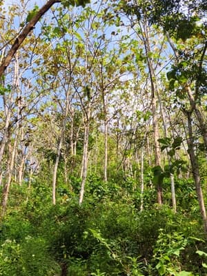Kebun Gebang