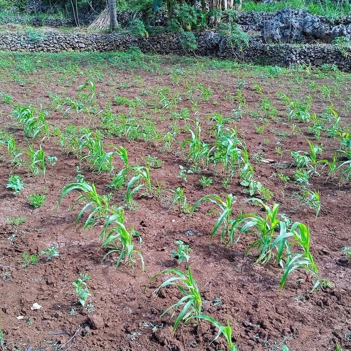 Jagung