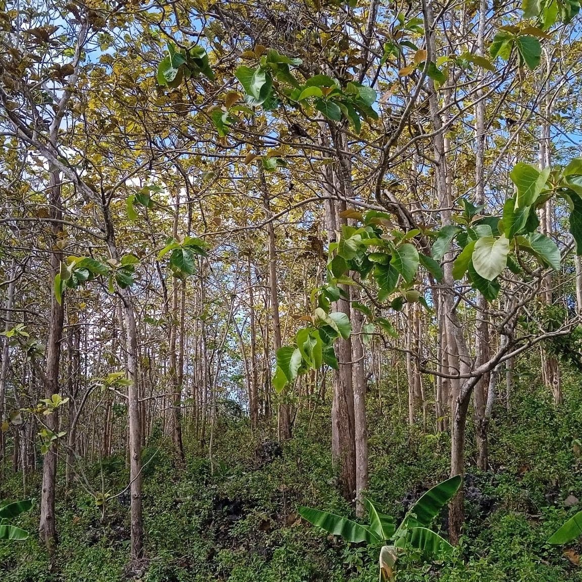 Kayu Jati