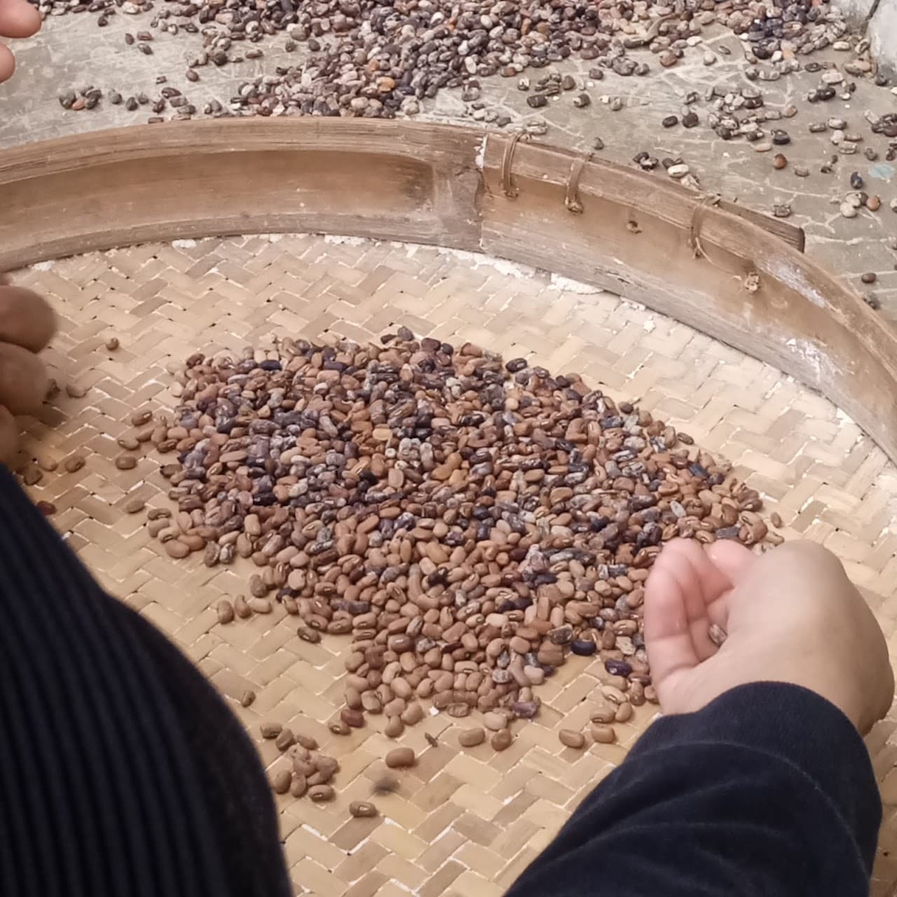 Kacang Tolo