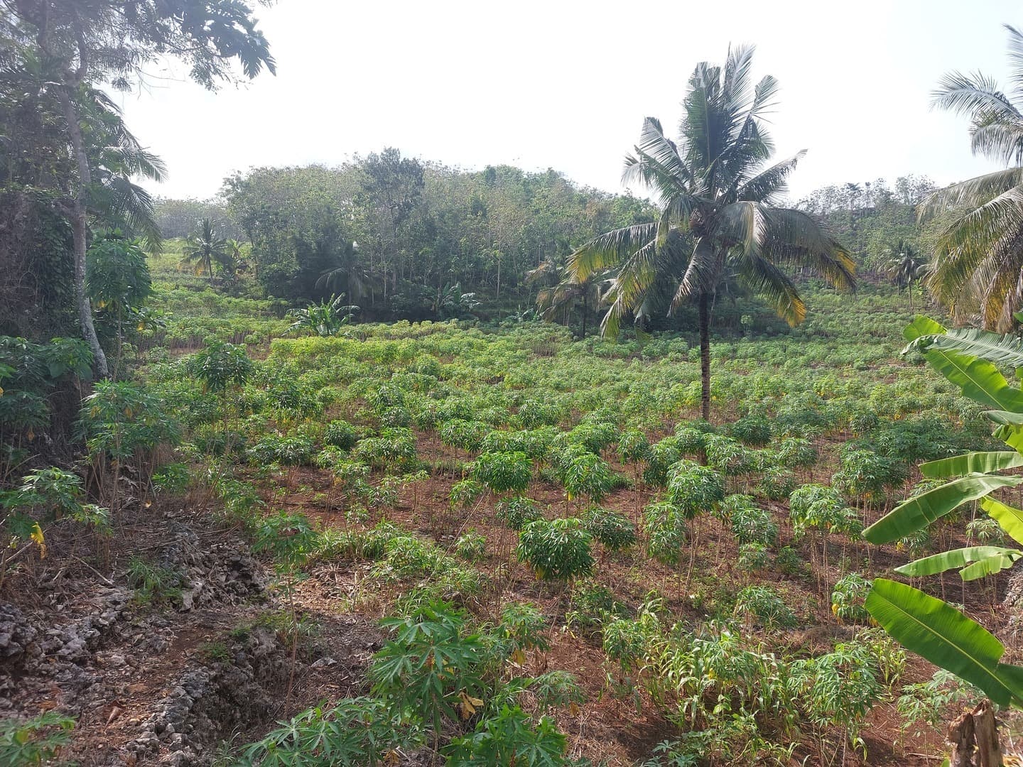 perkebunan